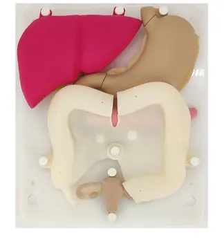 Laparoskopinė treniruoklių silikono organai 1:1 santykis, minkštas treniruoklių rekvizitai